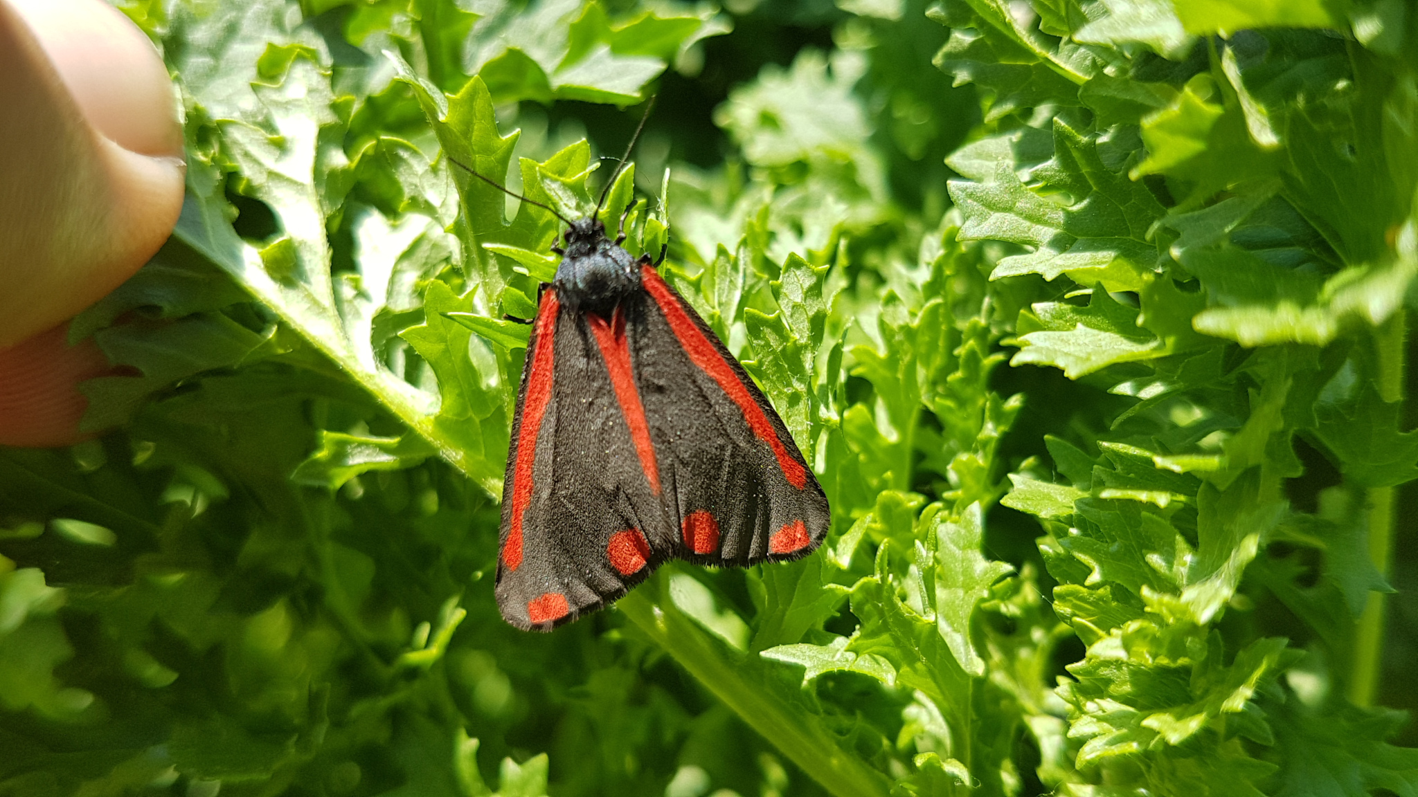 cinnebar_moth