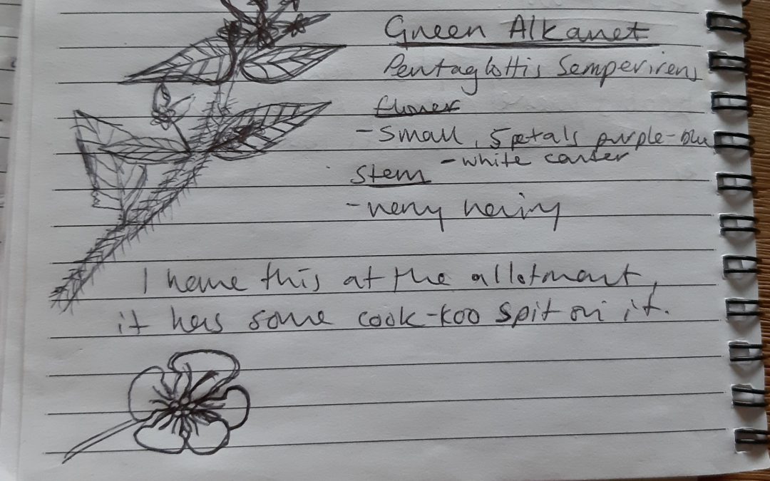 Matt’s experience nature journaling